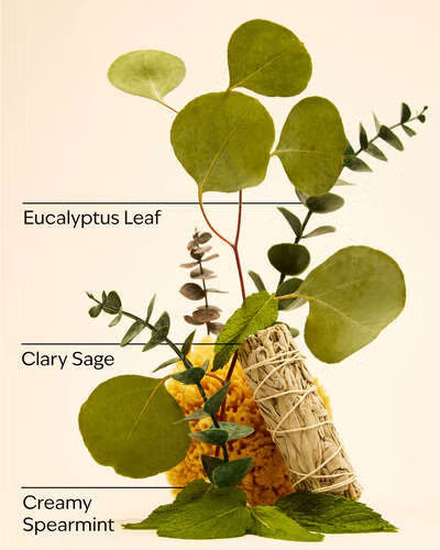 Eucalyptus Spearmint - Bath & Body Works Refill